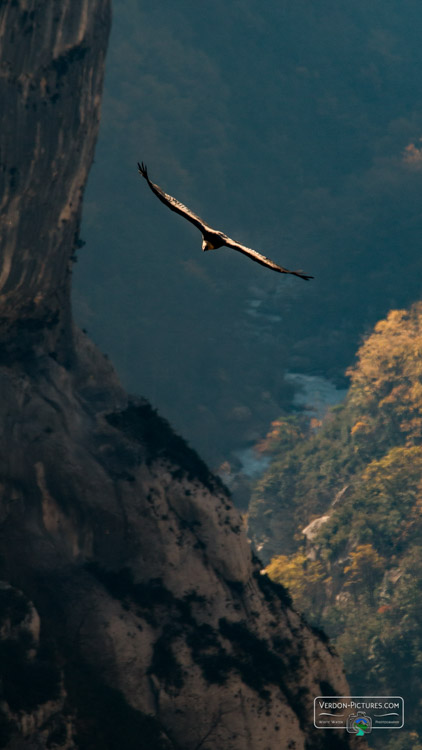 photo vautour fauve canyon verdon